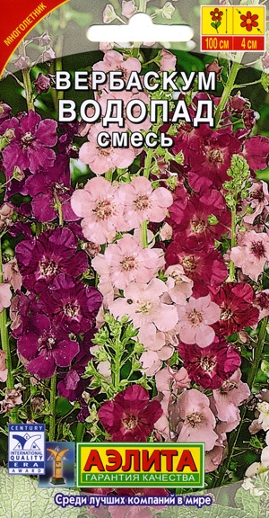 Многолетний цветок вербаскум Многолетний цветок вербаскум
