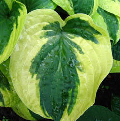 hosta20.jpg (249×250)